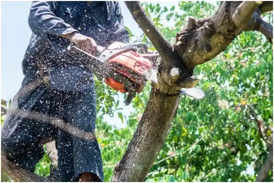 tree services Chester Hill